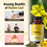 Mullein Leaf Extract Capsules